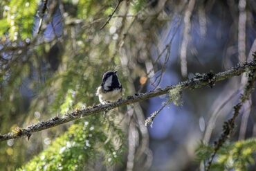 IC卡是什麼意思？