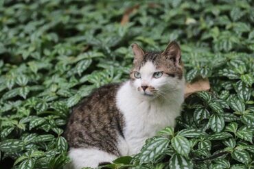 中國有幾座晶圓廠？