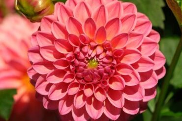 飛機上有什麼是免費的？