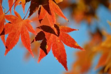 預辦登機選位要錢嗎？