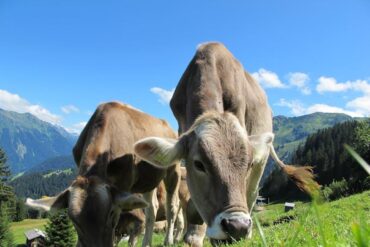 CoWoS 需要abf嗎？