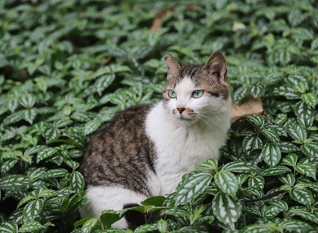 中國最重要的晶片製造大廠是哪一家？