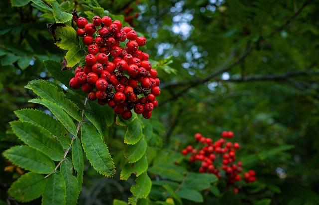 九月紅字幾天？