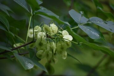 為什麼晶片要封裝？